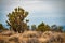 Many huge Joshua Trees in the desert in USA