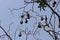 Many Indian flying fox in winter forest