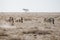 Many individual Burchell`s zebra Equus quagga burchellii, grazing on stony ground, Etosha National Park, Namibia, Africa