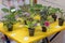 Many indoor plants - saintpaulia, violets. flowers in small plastic pots
