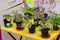 Many indoor plants - saintpaulia, violets. flowers in small plastic pots