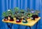 Many indoor plants - saintpaulia, violets. flowers in small plastic pots