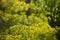 Many inflorescences of ripe dill in the farm garden, large umbrellas with seeds, fragrant spice, close-up