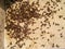 Many insect Paederus riparius on floor. Rove beetles or paederus fuscipes