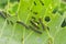 Many insects of black caterpillar pests crawl on green cabbage leaves and eat them in the garden on the farm in the summer