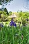 Many Irises blooming in the marsh.  Nara Japan