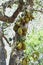 Many Jack fruits on tree,Bunch of jack fruits on a tree