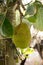 Many Jack fruits on tree,Bunch of jack fruits on a tree