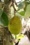 Many Jack fruits on tree,Bunch of jack fruits on a tree