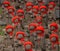 Many jizo with red hat