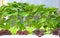 Many kinds of soilless or hydroponic