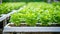 Many kinds of vegetables are in boxes, young and fresh vegetables salad growing garden farm plants