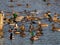 Many kinds of waterfowls flocking together in a lake.