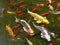 Many koi carp on the water surface