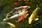 Many koi carp on the water surface