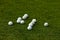 Many lacrosse balls on green grass