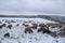 many lambs in this sheep herd in snow