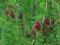 Many larch cones on european larch, close up