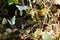 Many large cabbage whites on damp ground