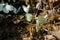 Many large cabbage whites on damp ground