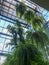 Many large Fern hang in glass chimney on blue sky background