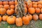Many large orange pumpkins and cornstalks on benches and green grass at market