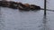 Many large sealions resting on a barge