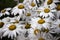 Many large white daisies with water drops after rain