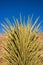 Many large Yucca in the Sierra Nevada Mountains