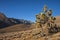 Many large Yucca in the Sierra Nevada Mountains