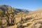 Many large Yucca in the Sierra Nevada Mountains