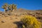 Many large Yucca in the Sierra Nevada Mountains