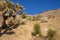 Many large Yucca in the Sierra Nevada Mountains