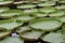 Many Leaf of water lily or lotus on the water