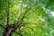 Many leaves in big tree with sunlight, View from below or under, Nature background