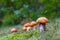 Many leccinum mushrooms grows