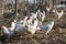 Many Leghorn chicken in a free range farming