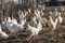 Many Leghorn chicken in a free range farming