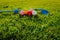 Many light colorful practicing plastic golf balls with holes and one golf club lays together at green grass. Practicing golf at