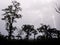 Many lightning strikes during dramatic thunderstorm with rain forest tree silhouettes in foreground, Cameroon, Africa