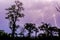 Many lightning strikes during dramatic thunderstorm with rain forest tree silhouettes in foreground, Cameroon, Africa