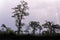 Many lightning strikes during dramatic thunderstorm with rain forest tree silhouettes in foreground, Cameroon, Africa