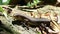 Many-lined or Common Sun Skink Eutropis multifasciata in Forest