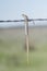 Many-lined Skink Plestiodon multivirgatus Impaled on Barbed Wire by a Shrike