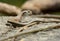 Many-lined Sun Skink (Mabuya multifasciata)