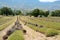 Many lines of cut lavenders in harvested fields and with bunches of cut flowers.