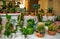 Many, little, different, cute cactus, market in Italy, Reggio Em