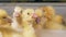 Many little ducklings in a container in a poultry. Poultry farming, poultry industry.