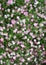 Many little gypsophila pink flowers background