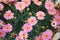 Many little pink daisy flowers close up, pink alpine aster wildflowers, delicate lilac floral background.
